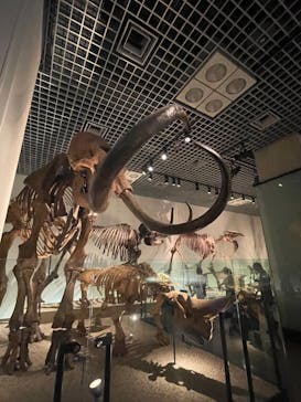 国立科学博物館に投稿された画像（2024/8/10）