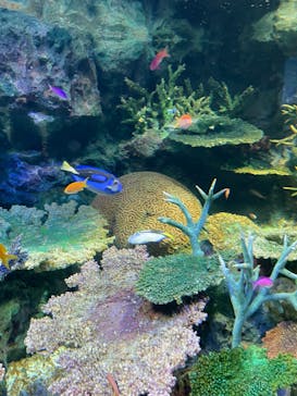 サンシャイン水族館に投稿された画像（2024/8/10）