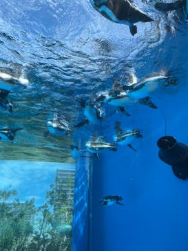 サンシャイン水族館に投稿された画像（2024/8/10）