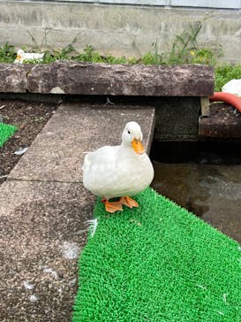 箱根園水族館に投稿された画像（2024/8/10）