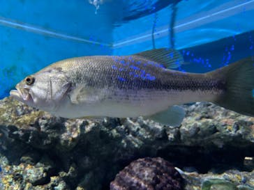 箱根園水族館に投稿された画像（2024/8/10）