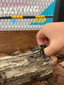 JOYPOLIS SPORTS（ジョイポリススポーツ） イオン仙台中山店に投稿された画像（2024/8/10）