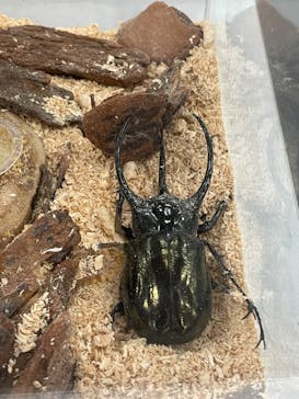 JOYPOLIS SPORTS（ジョイポリススポーツ） イオン仙台中山店に投稿された画像（2024/8/10）