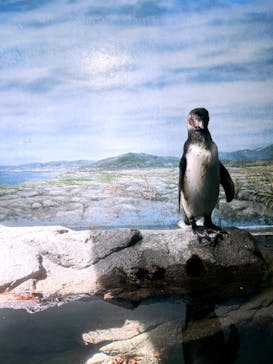 新江ノ島水族館に投稿された画像（2024/8/10）