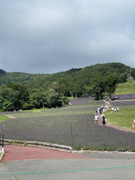 たんばらラベンダーパークに投稿された画像（2024/8/10）