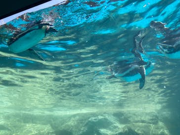 アクアワールド茨城県大洗水族館に投稿された画像（2024/8/10）