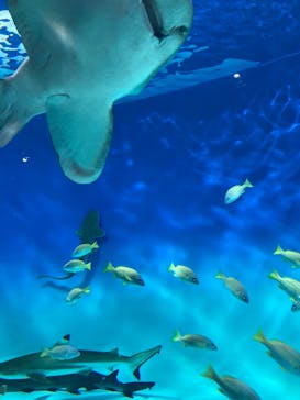 アクアワールド茨城県大洗水族館に投稿された画像（2024/8/10）
