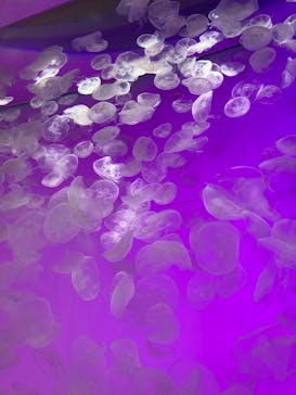 アクアワールド茨城県大洗水族館に投稿された画像（2024/8/10）