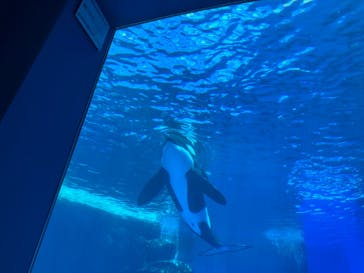 名古屋港水族館に投稿された画像（2024/8/10）