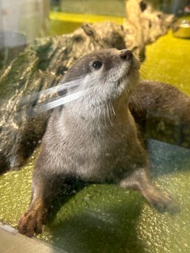 竹島水族館に投稿された画像（2024/8/10）