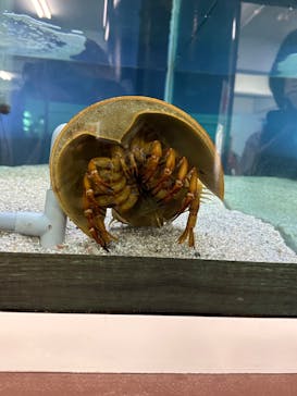 竹島水族館に投稿された画像（2024/8/10）