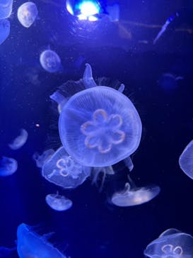 サンシャイン水族館に投稿された画像（2024/8/10）