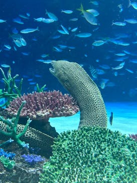 サンシャイン水族館に投稿された画像（2024/8/10）