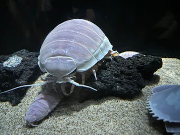 サンシャイン水族館に投稿された画像（2024/8/10）