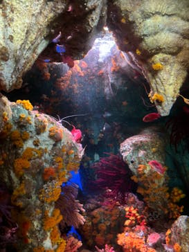 サンシャイン水族館に投稿された画像（2024/8/10）