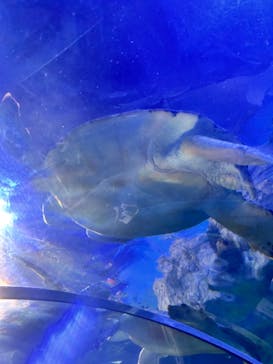 しながわ水族館に投稿された画像（2024/8/10）