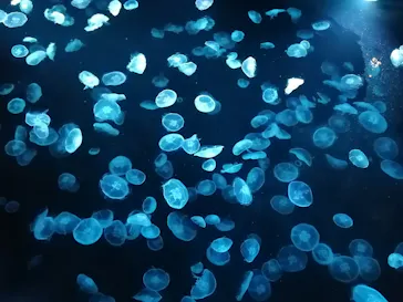 すみだ水族館に投稿された画像（2024/8/10）