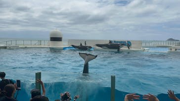 鴨川シーワールドに投稿された画像（2024/8/10）