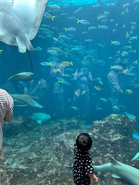 鴨川シーワールドに投稿された画像（2024/8/10）