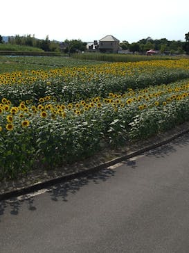 淡路ファームパーク イングランドの丘に投稿された画像（2024/8/10）