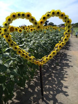 淡路ファームパーク イングランドの丘に投稿された画像（2024/8/10）