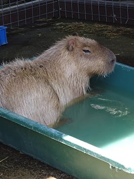 淡路ファームパーク イングランドの丘に投稿された画像（2024/8/10）