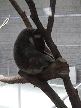 淡路ファームパーク イングランドの丘に投稿された画像（2024/8/10）