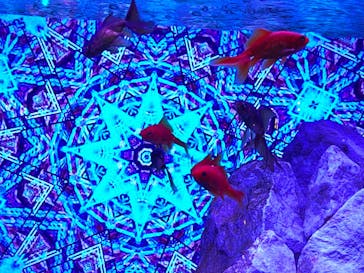 NARA KINGYO MUSEUMに投稿された画像（2024/8/10）