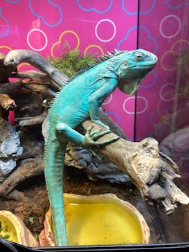 NARA KINGYO MUSEUMに投稿された画像（2024/8/10）