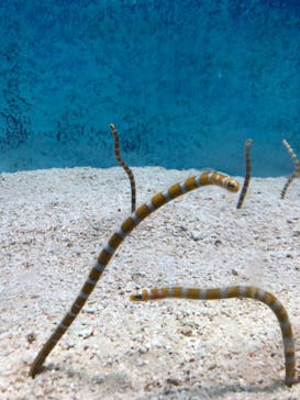 大分マリーンパレス水族館 「うみたまご」に投稿された画像（2024/8/10）