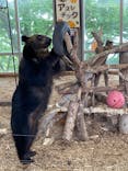 のぼりべつクマ牧場に投稿された画像（2024/8/10）