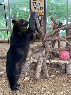 のぼりべつクマ牧場に投稿された画像（2024/8/10）