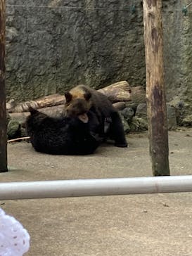 のぼりべつクマ牧場に投稿された画像（2024/8/10）