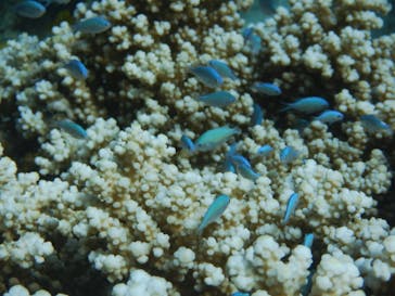 奄美海族塾に投稿された画像（2024/8/10）