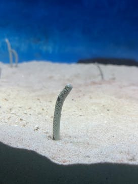 大分マリーンパレス水族館 「うみたまご」に投稿された画像（2024/8/10）