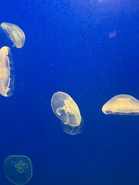 大分マリーンパレス水族館 「うみたまご」に投稿された画像（2024/8/10）
