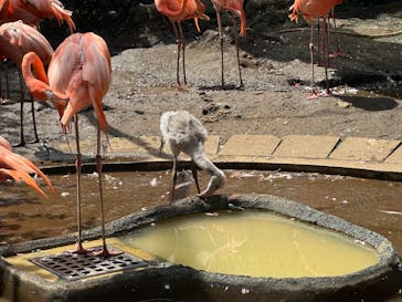 恩賜上野動物園に投稿された画像（2024/8/10）