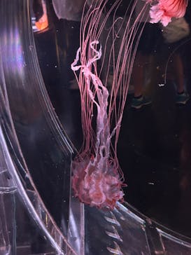 マクセル アクアパーク品川に投稿された画像（2024/8/10）