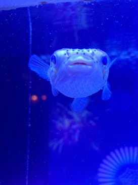 マクセル アクアパーク品川に投稿された画像（2024/8/10）