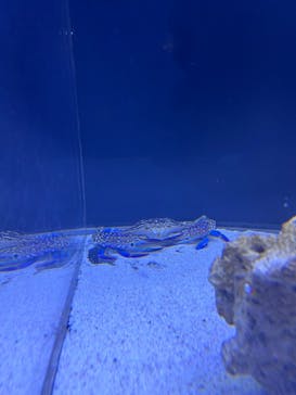 マクセル アクアパーク品川に投稿された画像（2024/8/10）