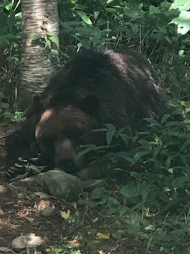 サホロリゾート　ベア･マウンテンに投稿された画像（2024/8/10）
