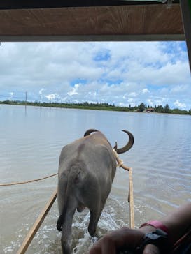 西表島 ADVENTURE PiPi（アドベンチャーピピ）に投稿された画像（2024/8/10）