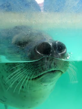 下田海中水族館に投稿された画像（2024/8/10）