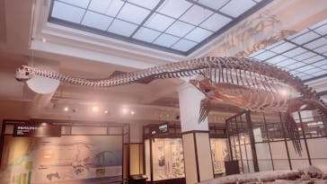 国立科学博物館に投稿された画像（2024/8/10）