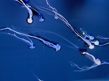 サンシャイン水族館に投稿された画像（2024/8/10）