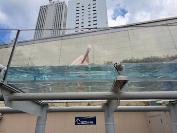 サンシャイン水族館に投稿された画像（2024/8/10）