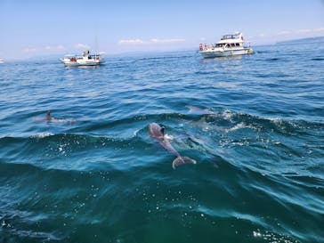 イルカウォッチング受付予約センターに投稿された画像（2024/8/10）