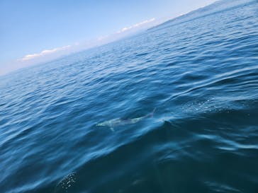 イルカウォッチング受付予約センターに投稿された画像（2024/8/10）