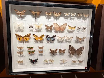 特別展「昆虫 MANIAC」（国立科学博物館）に投稿された画像（2024/8/10）