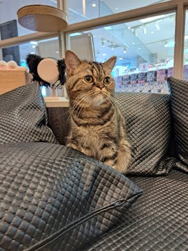 猫カフェモカ　アルシェ大宮店に投稿された画像（2024/8/10）